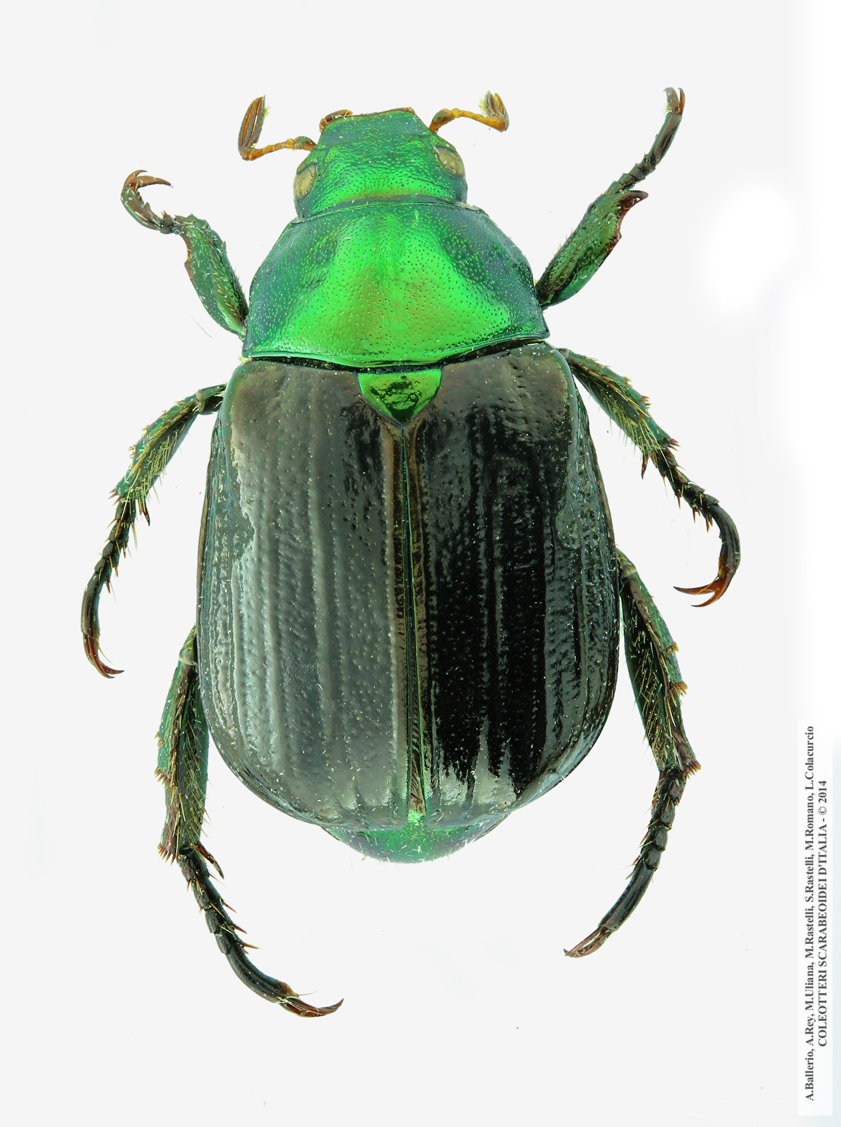 Mimela aurata, maschio